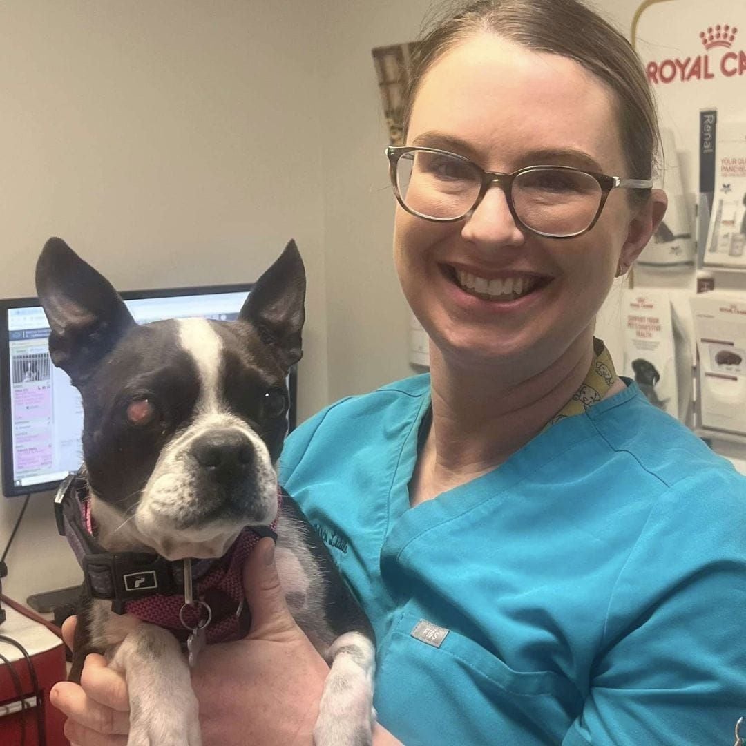 Ophthalmology at Our Brachycephalic Care Unit (BCU) Ophthalmology at Our Brachycephalic Care Unit (BCU)